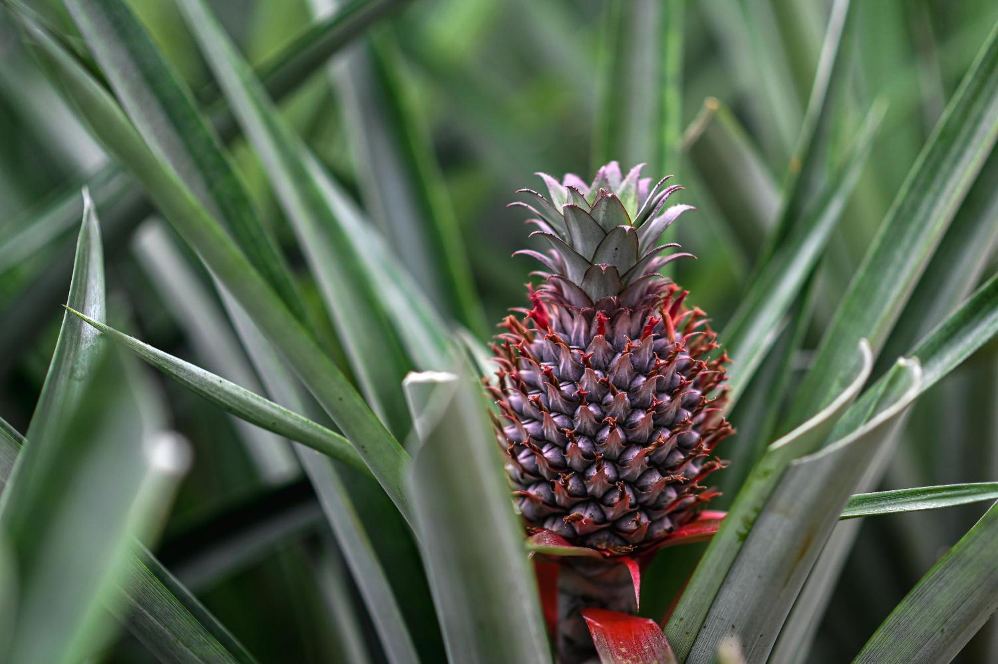Pineapple Studio Ponta Delgada  Bagian luar foto