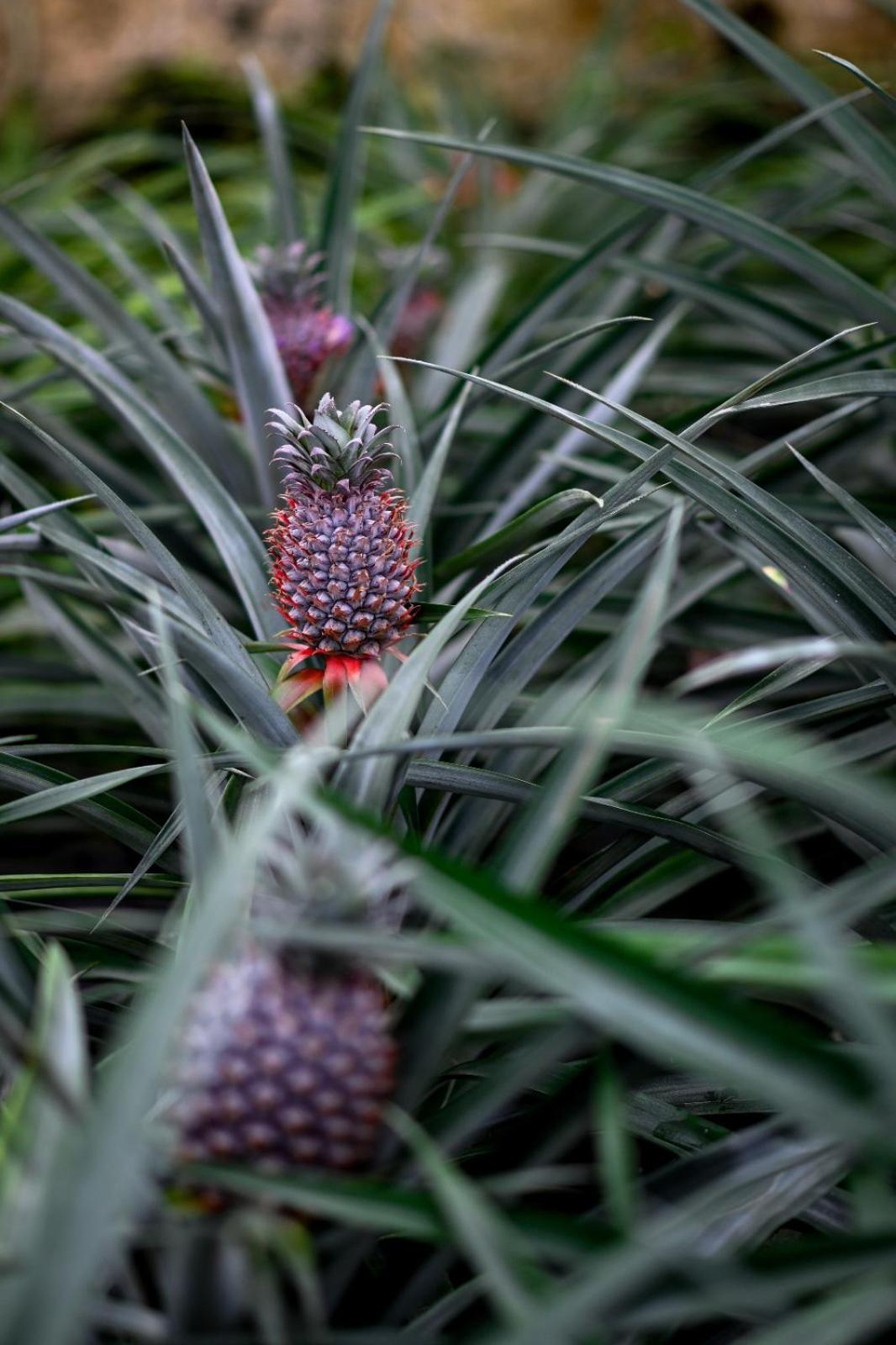 Pineapple Studio Ponta Delgada  Bagian luar foto
