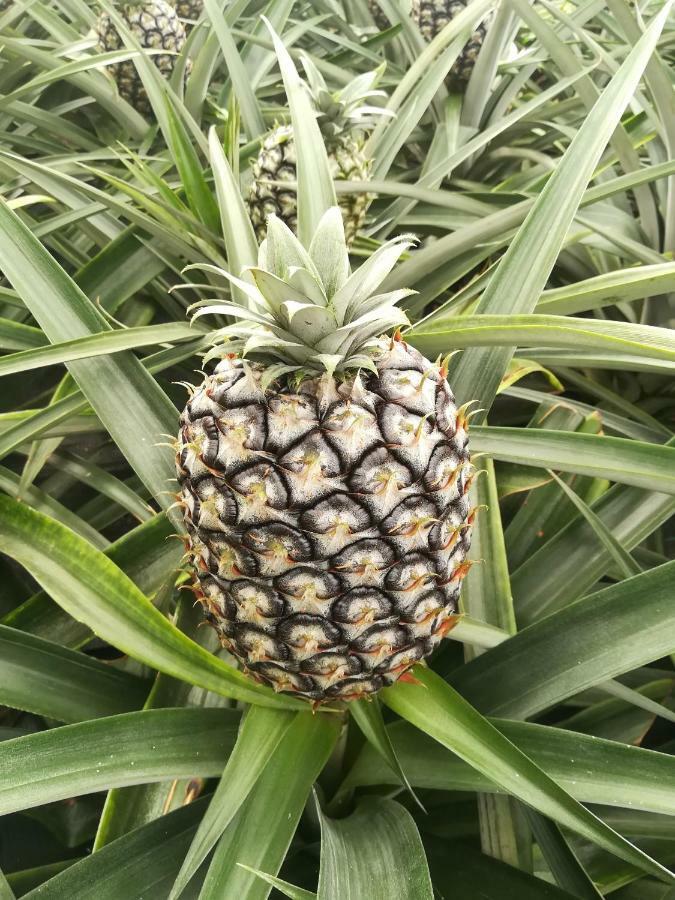 Pineapple Studio Ponta Delgada  Bagian luar foto