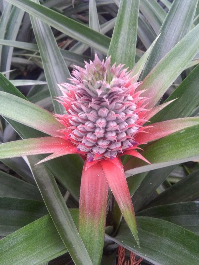 Pineapple Studio Ponta Delgada  Bagian luar foto